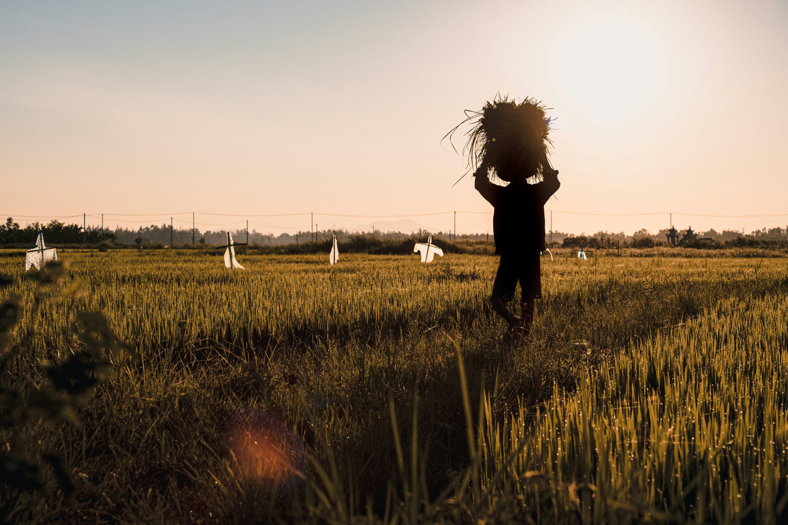 Local farmer working in a field in the countryside near Hoi An, Vietnam