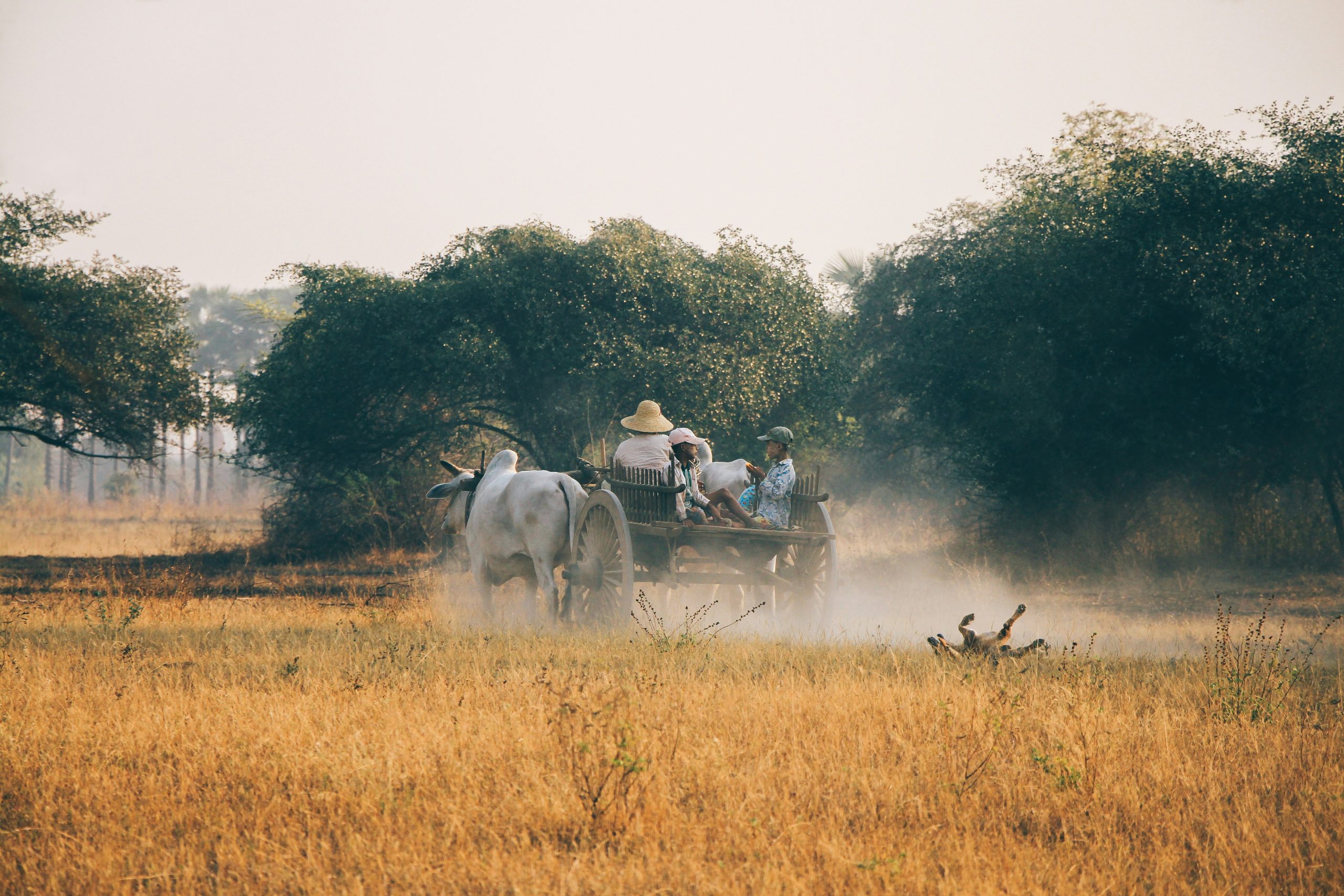 Local farmers working in a field with a water buffalo in Myanmar