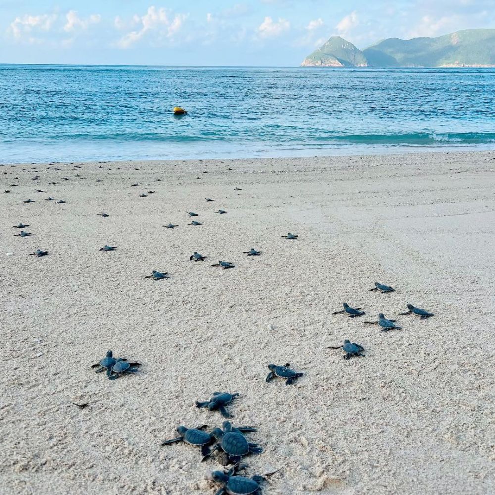 Baby sea turtles being released towards the sea on Con Dao Island, Vietnam