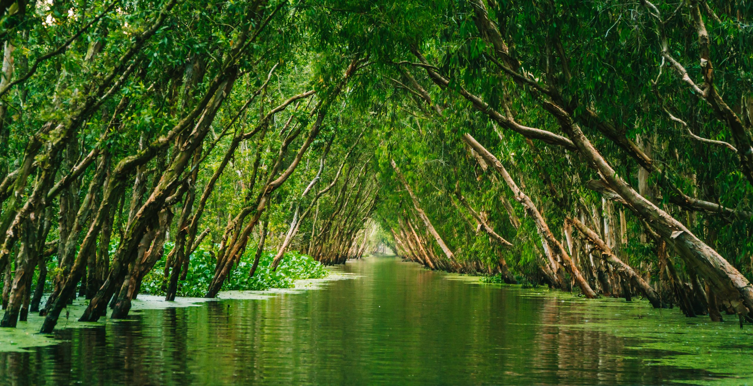 Tra Su Cajuput Forest and waterways in An Giang, southern Vietnam