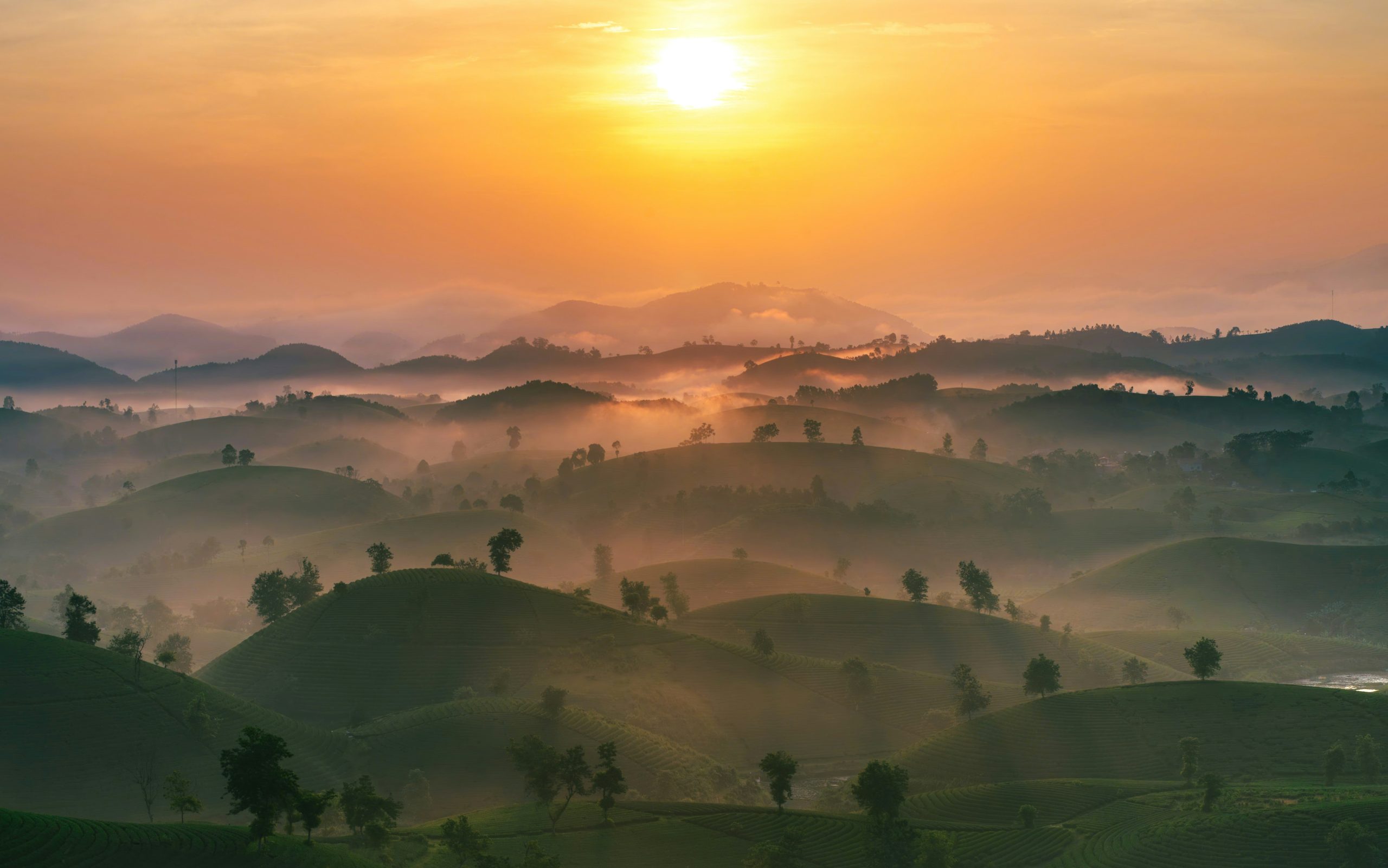 Long Coc tea hills at sunrise in northern Vietnam
