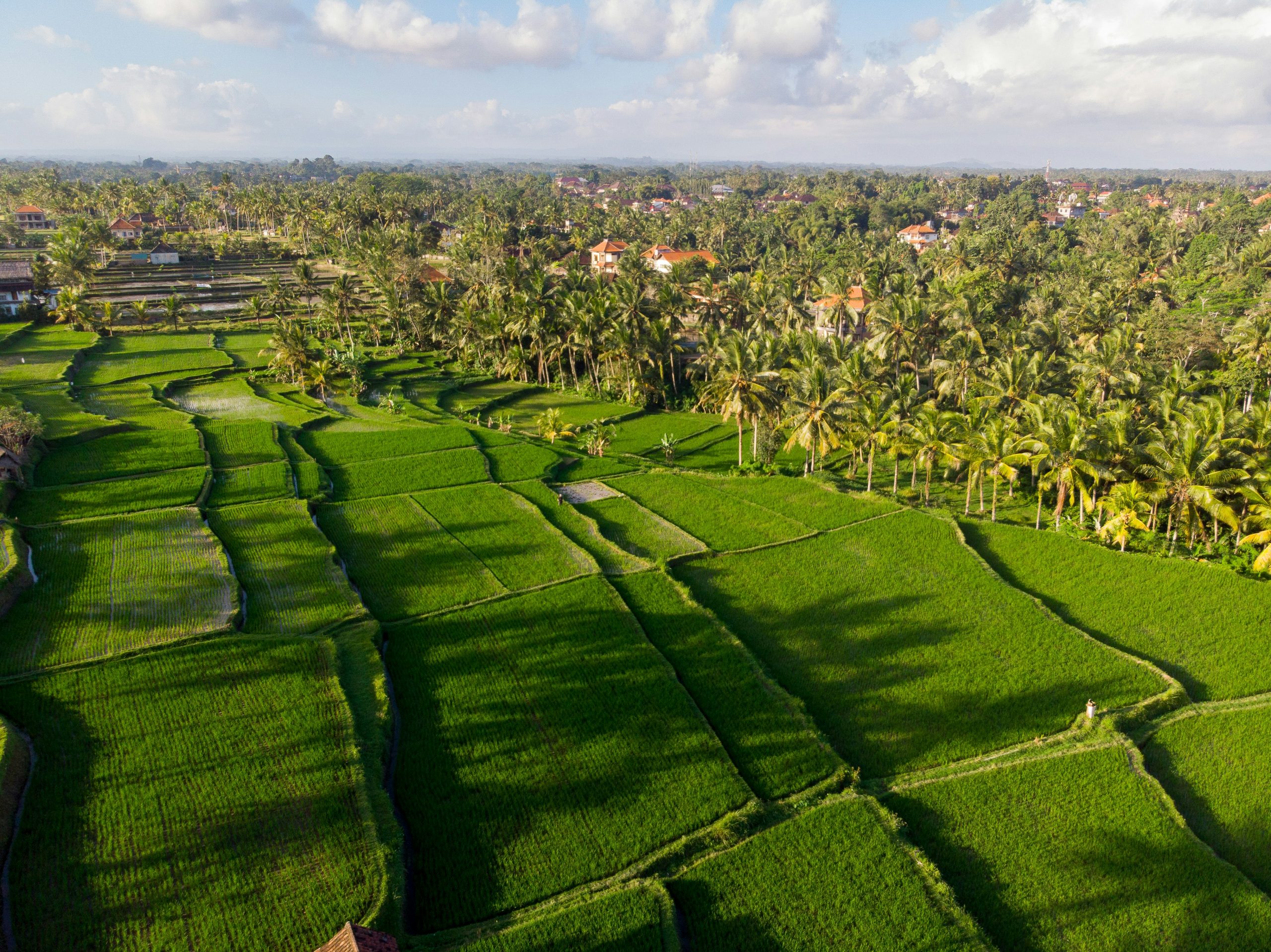 Lush fields and forest landscape in Southeast Asia