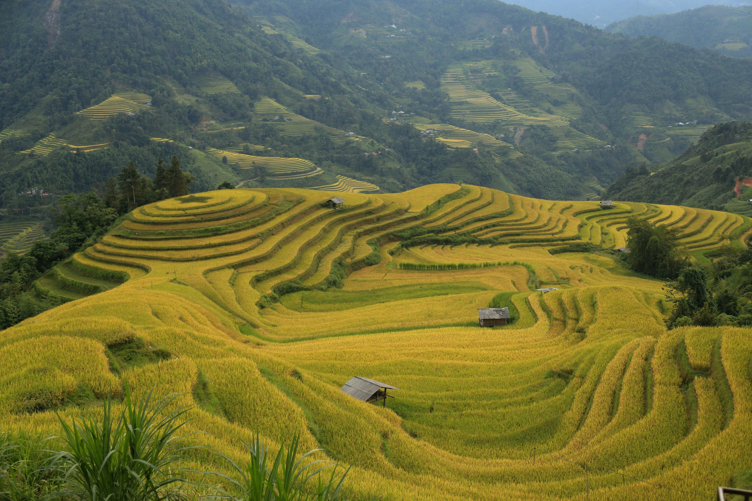 Rice terraces in northern Vietnam